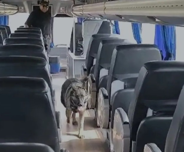Drogas transporte mineros